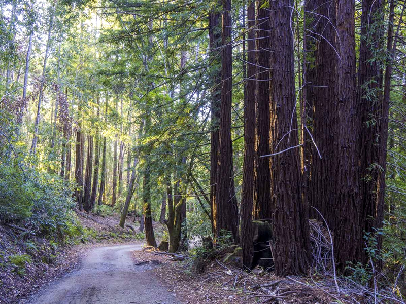 A mountain biker stops on the Soquel Demonstration Forest trail, taking in the scenic view of towering redwoods and the surrounding forest.